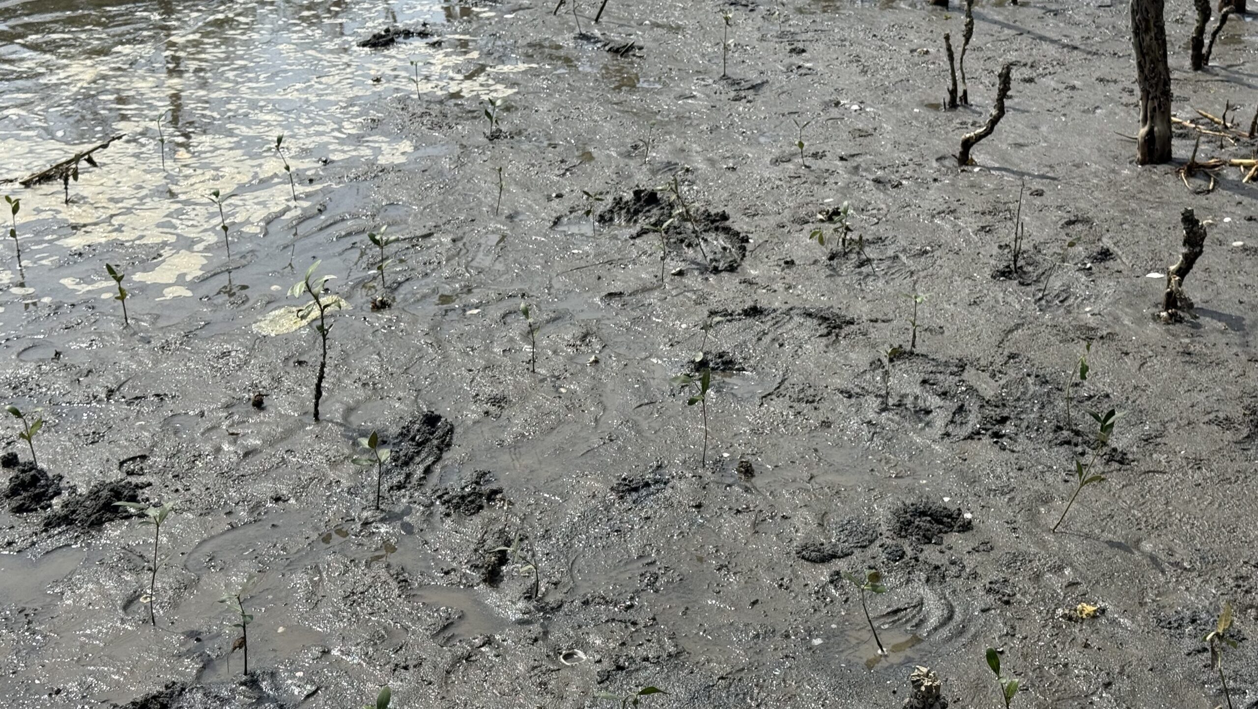マングローブ植林体験 at Balaring Mangrove Eco-Park