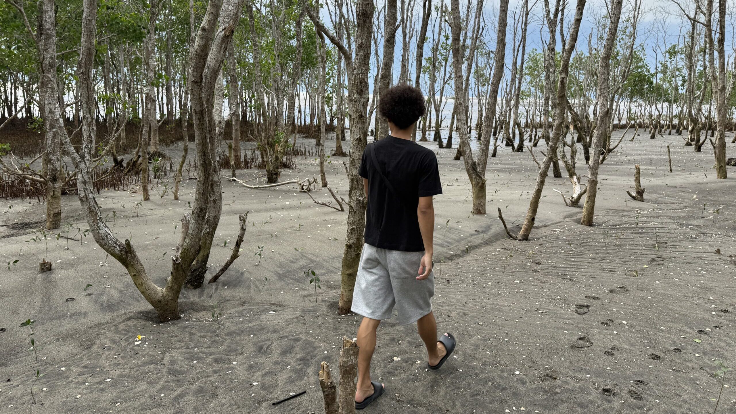 マングローブ植林体験 at Balaring Mangrove Eco-Park
