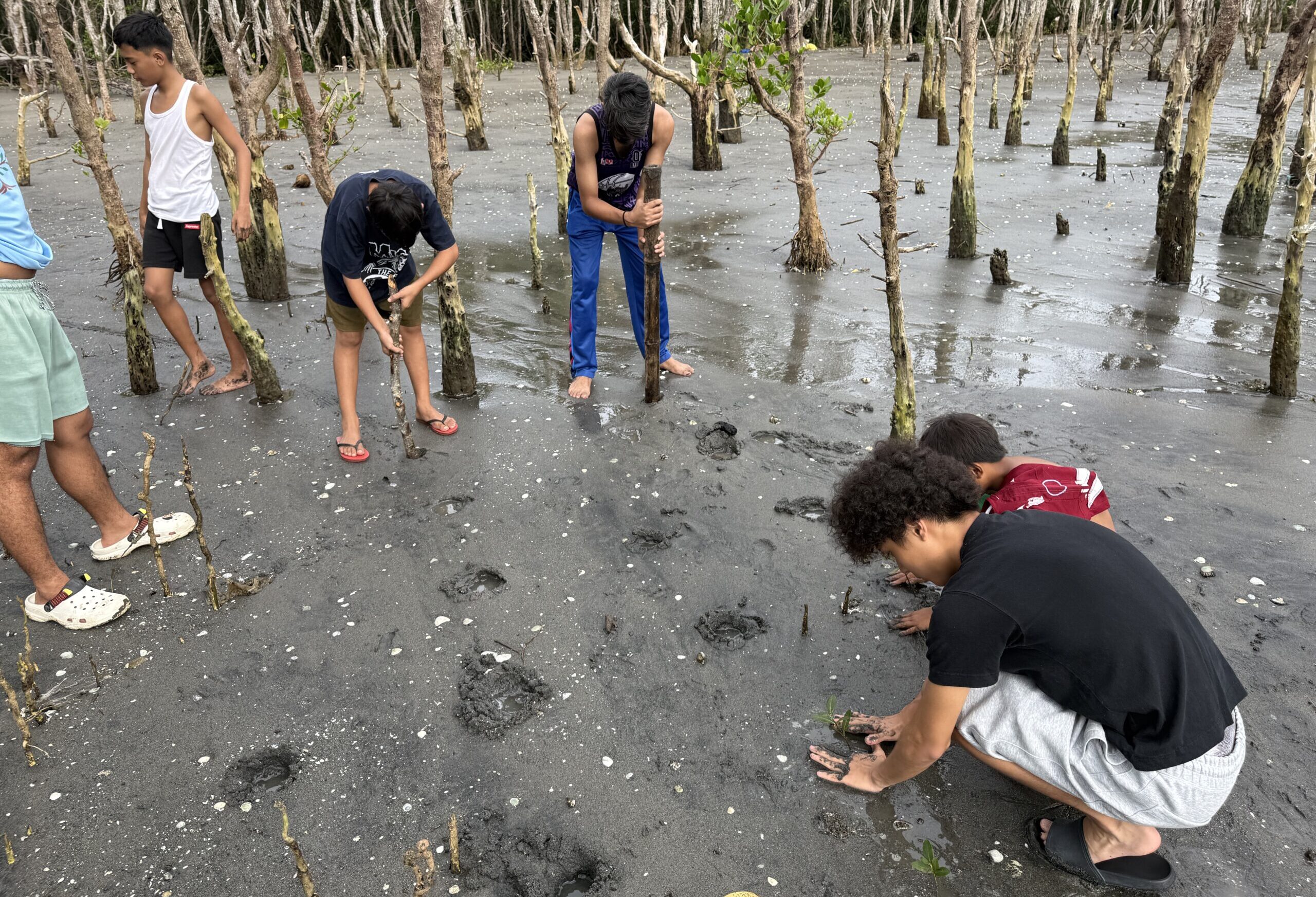 マングローブ植林体験 at Balaring Mangrove Eco-Park