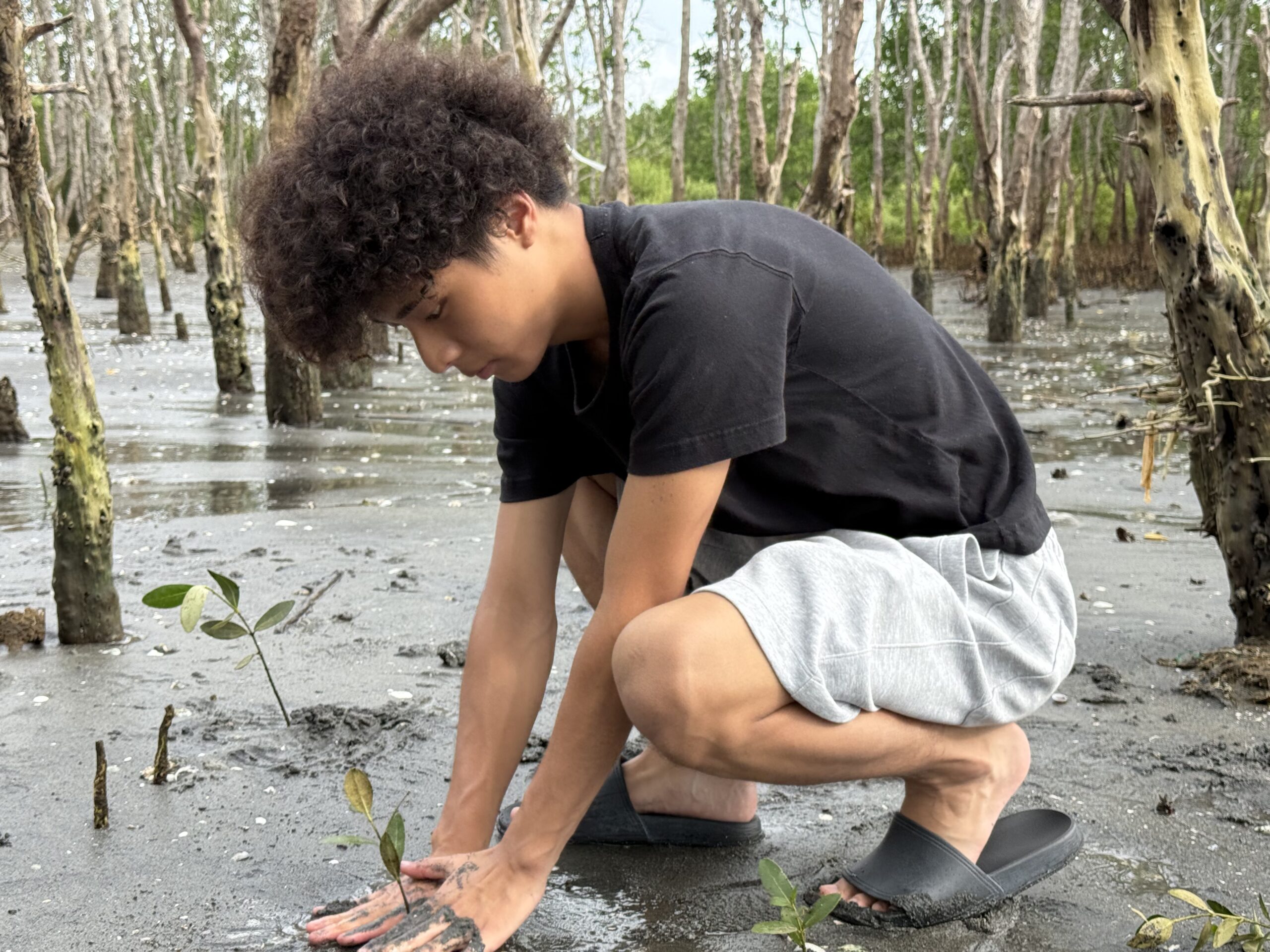 マングローブ植林体験 at Balaring Mangrove Eco-Park
